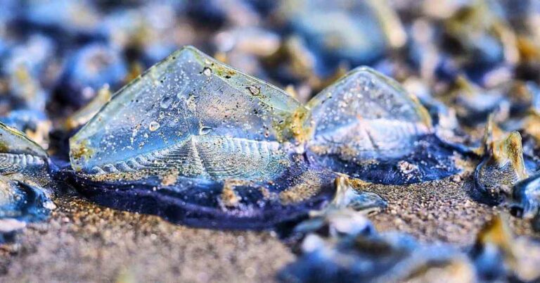 Millions Of Alien-like Creatures Cover U.S West Coast Beaches, Enthralling Beachgoers